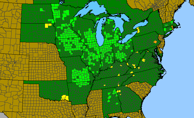 The range of Lysimachia quadriflora